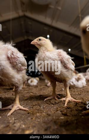 Hühner, die etwa sieben Tage alt sind, während der Umstellung auf Gefieder, ein Geflügelhaltungsbetrieb, in dem Fleischrassen von Masthühnern angebaut werden Stockfoto