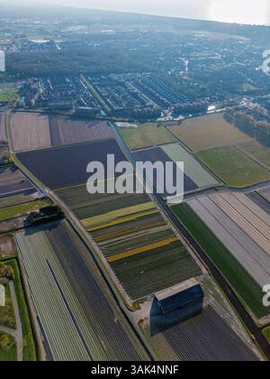 Aus der Vogelperspektive pulsierende Tulpenfelder in voller Blüte mit farbenfrohen Blumenreihen in einer ländlichen Landschaft, mit nahe gelegenen Straßen, Farmen und einem weit entfernten t t Stockfoto