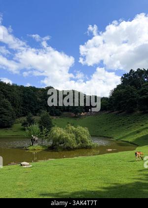 Hirsche wandern und füttern auf grüner Graswiese, Wildpark Zoo in Deutschland Stockfoto