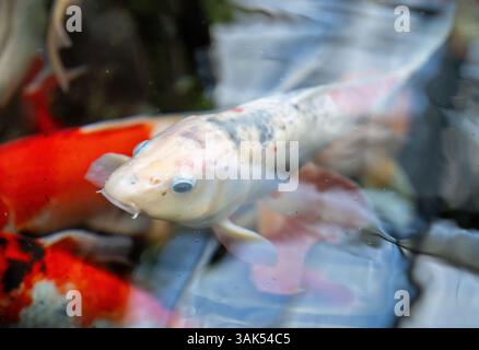 Handgemachte dekorative Hühnerfigur und Pastelleier im Garten. Frühlings- und Ostersymbol Stockfoto