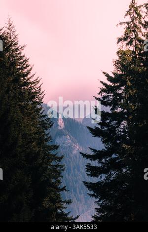 Ruhige Aussicht auf die rumänischen Karpaten, umrahmt von majestätischen immergrünen Bäumen. Stockfoto