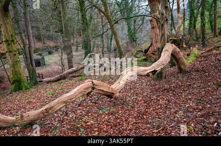 Ein umgestürzter Baum auf dem Gelände von Okehampton Castle, Okehampton, Devon, England, Großbritannien. Stockfoto