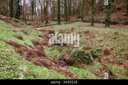 Ein Bach, der durch das Gelände von Okehampton Castle in Okehampton, Devon, England, Großbritannien fließt. Stockfoto