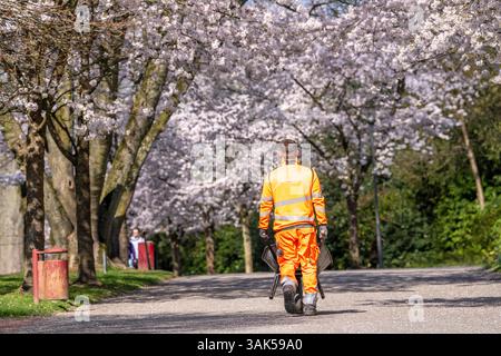 Arbeitsplatz unter einem Blumenbaldachin, Grugapark-Mitarbeiter schieben Schubkarren entlang der Kirschblütenallee, Zierkirschblüten in der Grugap Stockfoto