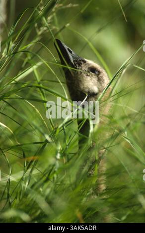 Kanadas Gänse, die zwischen Gräsern herumschnappt Stockfoto