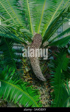 Giant Dioon oder Kaugummi Palm (Dioon Spinulosum), heimisch in Mexiko Stockfoto