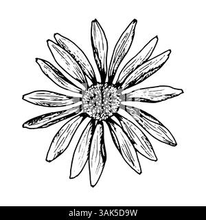Hand gezeichnete Vektor-Illustration einer Wildblume mit langen schmalen Blütenblättern und einer detaillierten Mitte. Das stilisierte Bild ähnelt Kamille, Echinacea, Rudbeckie Stock Vektor
