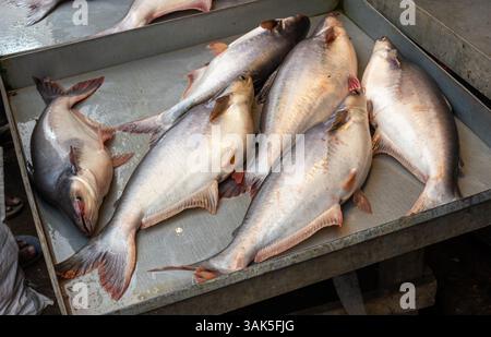 Pangas-Welse (Pangasius pangasius), auch bekannt als Yellowtail-Welse, Panga-Fisch, basa-Fisch und Süßwasserwelse, werden in den lokalen Fischen verkauft Stockfoto