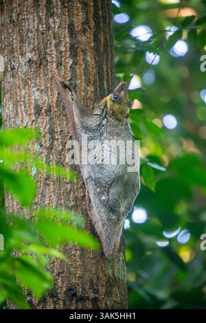 Ein wilder Sunda fliegende Lemur (Galeopterus variegatus), der in öffentlichen Bereichen des Zoo von Singapur gefunden wird. Es ist kein Lemur und fliegt nicht. Stockfoto