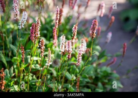 Persicaria maculosa oder DamenDaumen. Eine weit verbreitete Unkrautpflanze Stockfoto