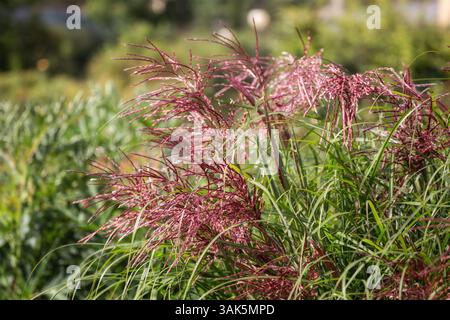 Miscanthus sinensis oder chinesisches Silbergras. Ziergräser und Getreide im Kräutergarten. Blühende Wiesenpflanzen und Gräser Stockfoto