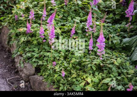 Astilbe chinensis oder falscher Ziegenbart. Die Gartendekorationspflanze wird in der Landschaftsgestaltung als Bordstein entlang von Wegen und Bodenbedeckung verwendet Stockfoto