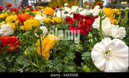 Nahaufnahme blühender Ranunkelblüten in Rot, weiß, Gelb und Orange. Buntes Feld mit üppigen Blüten und Knospen mit sattem grünem Laub Stockfoto