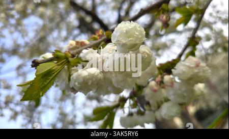 Weiße Doppelkirschblüten auf einem Zweig mit frischen grünen Blättern. Nahaufnahme der Frühlingsblüte mit weichem, natürlichem Hintergrund. Erfasst die Stockfoto