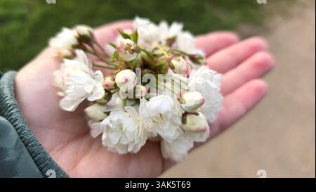 Zarte Kirschblüten mit weißen Blüten und rosafarbenen Knospen, die sanft in der Hand liegen. Eine sanfte, emotionale Frühjahrsszene, die die Schönheit und einfängt Stockfoto