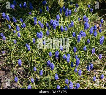 Muscari armeniacum Stockfoto