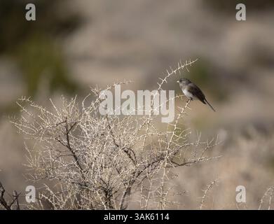 Dunkel-gemustertes Junco Stockfoto