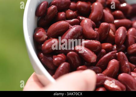 Rote Kidneybohnen in einer weißen Schüssel Stockfoto
