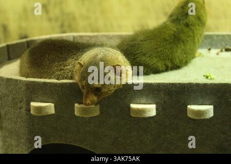 Herpestes javanicus Mungo sitzt im Tablett und blickt nach unten. Stockfoto