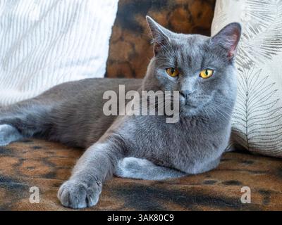 Verärgerte britische Kurzhaarkatze, die auf der Couch liegt, leicht gestört Stockfoto