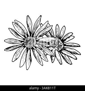 Schwarz-weiße botanische Illustration zweier blühender Blumen mit schmalen Blütenblättern. Könnte Gänseblümchen, Echinacea, Rudbeckie oder Ringelblume darstellen. Toll für Stock Vektor