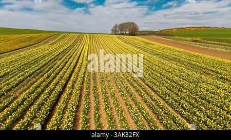 Barras Aberdeenshire schottischer blauer Himmel über langen Reihen von kultivierten bunten Narzissen im Frühling Stockfoto