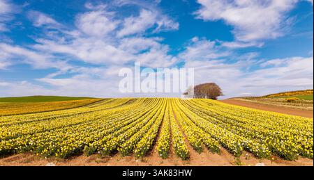 Barras Aberdeenshire schottischer blauer Himmel über vielen langen Reihen von kultivierten mehrfarbigen Narzissen im Frühling Stockfoto