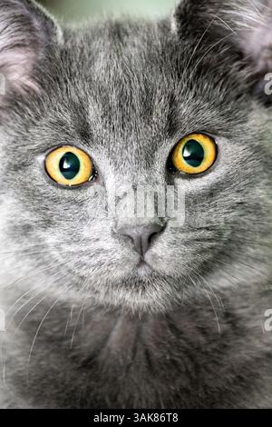 Überraschte junge britische Kurzhaarkatze mit weiten Augen Stockfoto