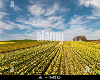 Barras Aberdeenshire Schottland breiter blauer Himmel über langen Reihen von kultivierten gelben und weißen Narzissen im Frühling Stockfoto
