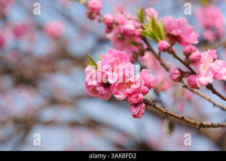 Pinkfarbene Blume Kirschblüte Sakura während der Frühlingssaison in Japan Stockfoto