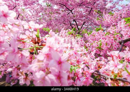 Pinkfarbene Blume Kirschblüte Sakura während der Frühlingssaison in Japan Stockfoto