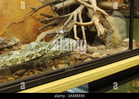 Orthriophis taeniurus hellgrüne Schlange im Terrarium Nahaufnahme. Stockfoto