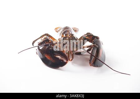 Hummer lebendig isoliert auf weiß Stockfoto