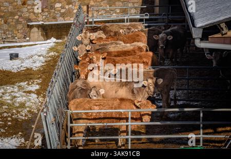 Einige Kühe in einem Stall in das, umgeben von Schnee im Winter (Cerdanya, Girona, Katalonien, Spanien, Pyrenäen) ESP: Unas vacas en un establo de das Stockfoto