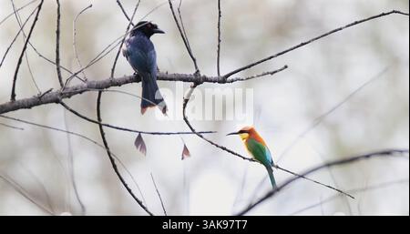 Drongo und Bienenfresser auf Ästen, verschwommener Hintergrund, lebendig Stockfoto