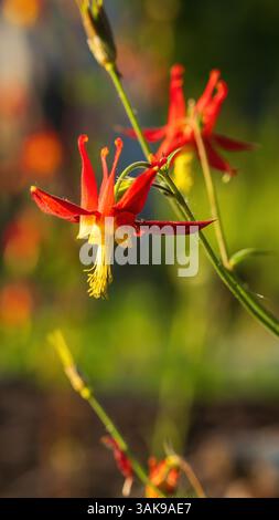 Western Columbine Flower Stockfoto