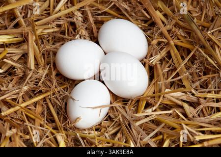 Vier weiße Eier ruhen in einem Strohbett. Stockfoto