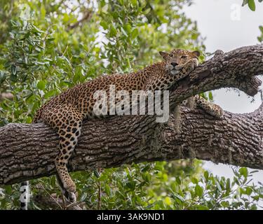 Ein Leopard aus Sri Lanka, der in der Abenddämmerung auf einem Baum ruht Stockfoto