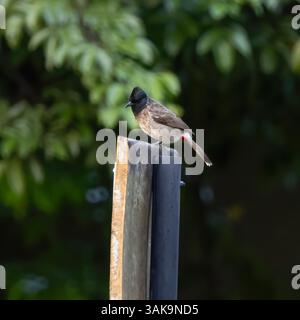 Ein rot belüfteter Bulbul, der auf einem Posten in Udawalawe Sri Lanka sitzt Stockfoto