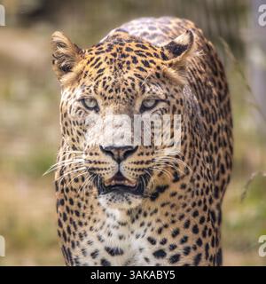 Sri Lanka leopard Stockfoto