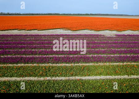 Aus der Vogelperspektive der farbenfrohen Tulpen-, Lupinen- und Narzissen-Felder während des Frühlings. In den Niederlanden Stockfoto