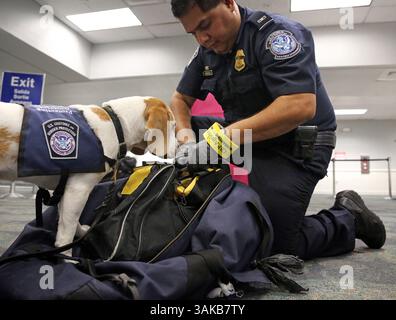 Februar 2017 - Ft. Lauderdale, FL, USA - der Landwirtschaftsspezialist Alberto Gonzalez und sein K-9-Partner Baymon finden am Mittwoch, den 15. Februar 2017, eine Tasche mit verbotenen Stücken geschnittenen Zuckerrohrs in einer Seesack am Fort Lauderdale-Hollywood International Airport. (Bild: © Amy Beth Bennett/TNS via ZUMA Wire) Stockfoto