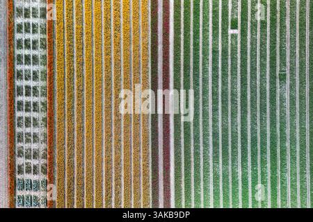 Aus der Vogelperspektive der farbenfrohen Tulpen-, Lupinen- und Narzissen-Felder während des Frühlings. In den Niederlanden Stockfoto