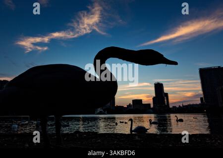 10. Januar 2015 - Orlando, FL, Vereinigte Staaten von Amerika - Ein Schwan wird von der untergehenden Sonne und dem Blick auf die Skyline des Lake Eola in Orlando, Florida, umgeben. Lake Eola Park liegt im Herzen der Innenstadt von Orlando und Heimat des Walt Disney Amphitheaters. (Bild: © Richard Ellis Via ZUMA Wire) Stockfoto