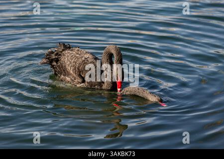 10. Januar 2015: Orlando, FL, Vereinigte Staaten von Amerika: Zwei umworfene australische schwarze Schwäne führen ihr Paarungsritual am Lake Eola in Orlando, Florida, durch. (Bild: © Richard Ellis Via ZUMA Wire) Stockfoto