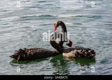 10. Januar 2015: Orlando, FL, Vereinigte Staaten von Amerika: Zwei umworfene australische schwarze Schwäne führen ihr Paarungsritual am Lake Eola in Orlando, Florida, durch. (Bild: © Richard Ellis Via ZUMA Wire) Stockfoto