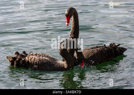 10. Januar 2015: Orlando, FL, Vereinigte Staaten von Amerika: Zwei umworfene australische schwarze Schwäne führen ihr Paarungsritual am Lake Eola in Orlando, Florida, durch. (Bild: © Richard Ellis Via ZUMA Wire) Stockfoto