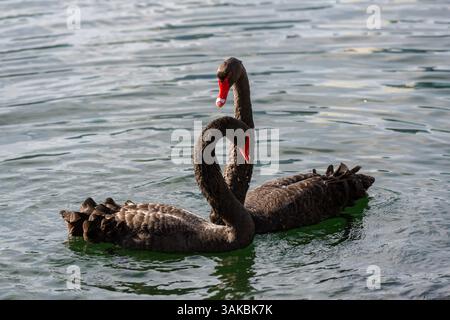 10. Januar 2015: Orlando, FL, Vereinigte Staaten von Amerika: Zwei umworfene australische schwarze Schwäne führen ihr Paarungsritual am Lake Eola in Orlando, Florida, durch. (Bild: © Richard Ellis Via ZUMA Wire) Stockfoto