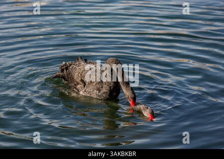 10. Januar 2015: Orlando, FL, Vereinigte Staaten von Amerika: Zwei umworfene australische schwarze Schwäne führen ihr Paarungsritual am Lake Eola in Orlando, Florida, durch. (Bild: © Richard Ellis Via ZUMA Wire) Stockfoto