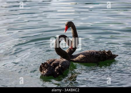 10. Januar 2015: Orlando, FL, Vereinigte Staaten von Amerika: Zwei umworfene australische schwarze Schwäne führen ihr Paarungsritual am Lake Eola in Orlando, Florida, durch. (Bild: © Richard Ellis Via ZUMA Wire) Stockfoto